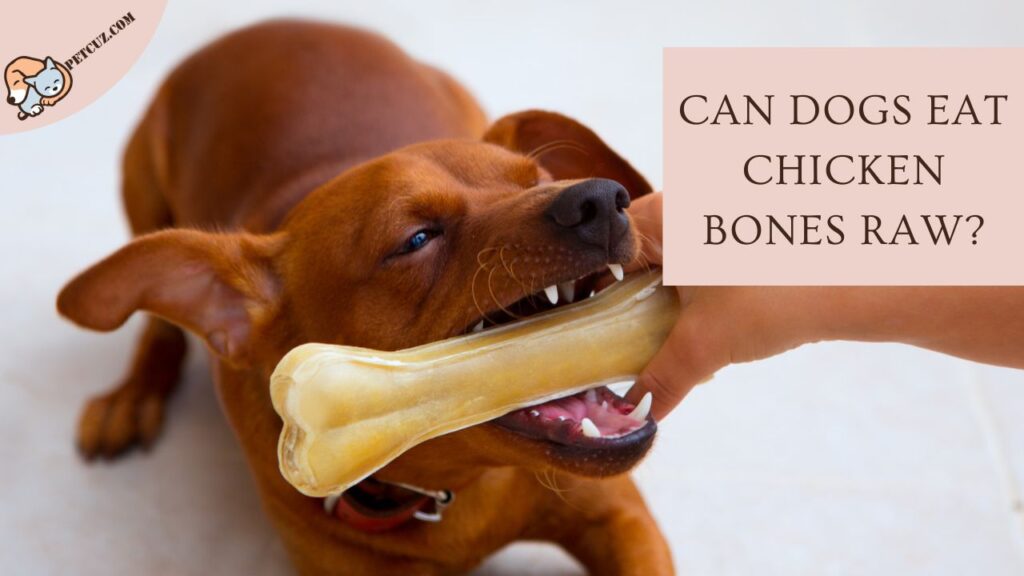 Can Dogs Eat Chicken Bones Raw