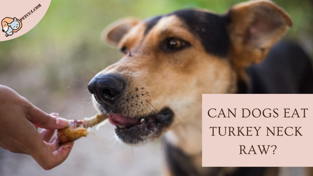 Can Dogs Eat Turkey Neck Raw