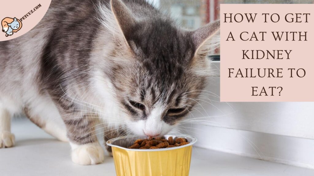 How to Get a Cat with Kidney Failure to Eat