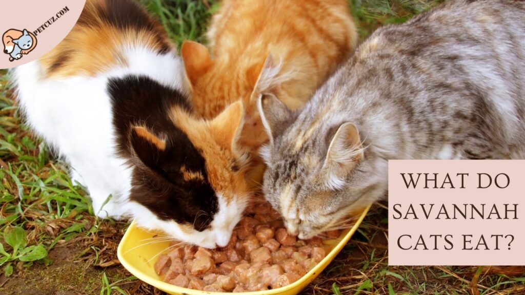 What Do Savannah Cats Eat