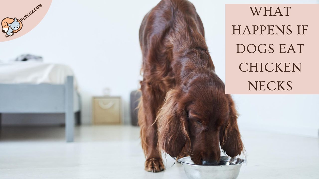 Can Dogs Eat Raw Chicken Necks: Exploring the Health Benefits 2024