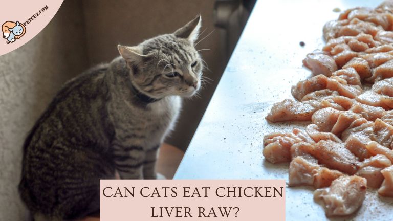 Cats Eat Chicken Liver Raw