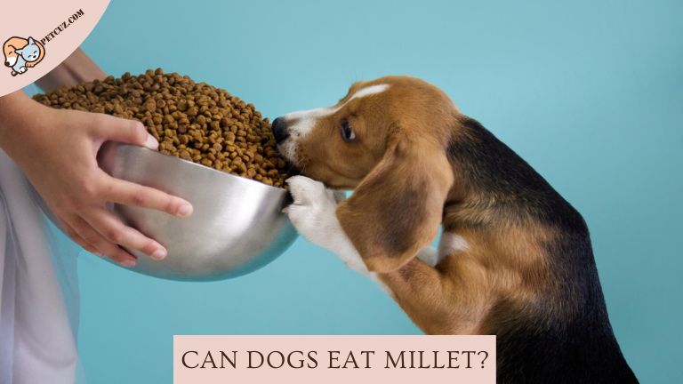 Dogs Eat Millet