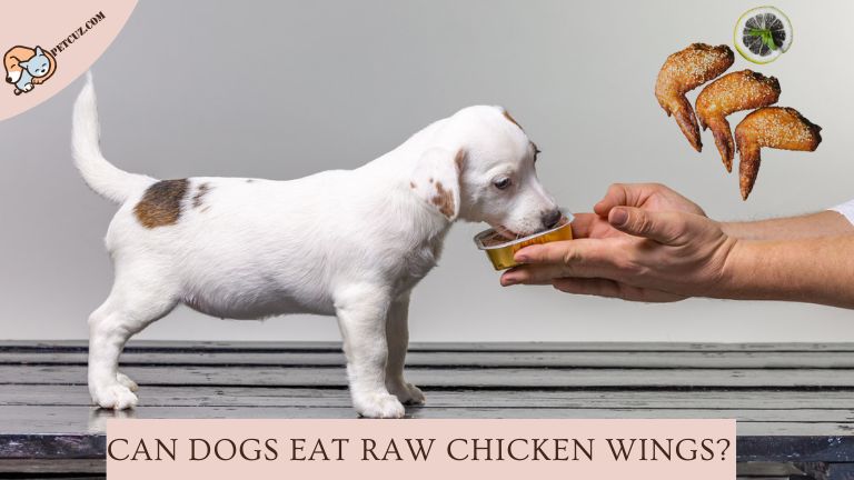 Dogs Eat Raw Chicken Wings
