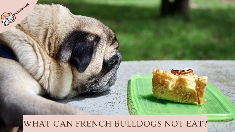 What Can French Bulldogs Not Eat