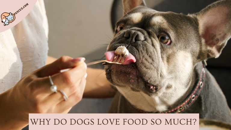 Dogs Love Food So Much