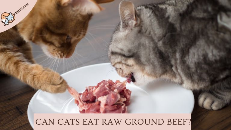 can cats eat raw ground beef