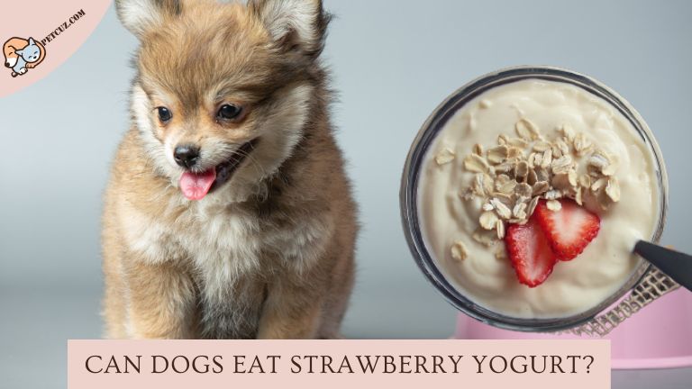 dogs eat strawberry yogurt
