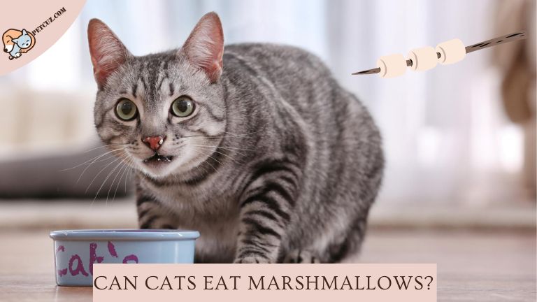 Can Cats Eat Marshmallows