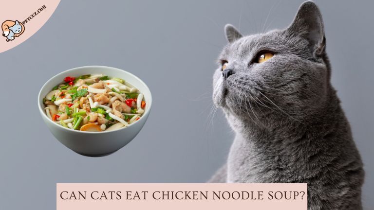 can cats eat chicken noodle soup