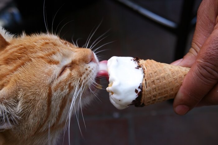 Can Cats have Flavored ice Cream?