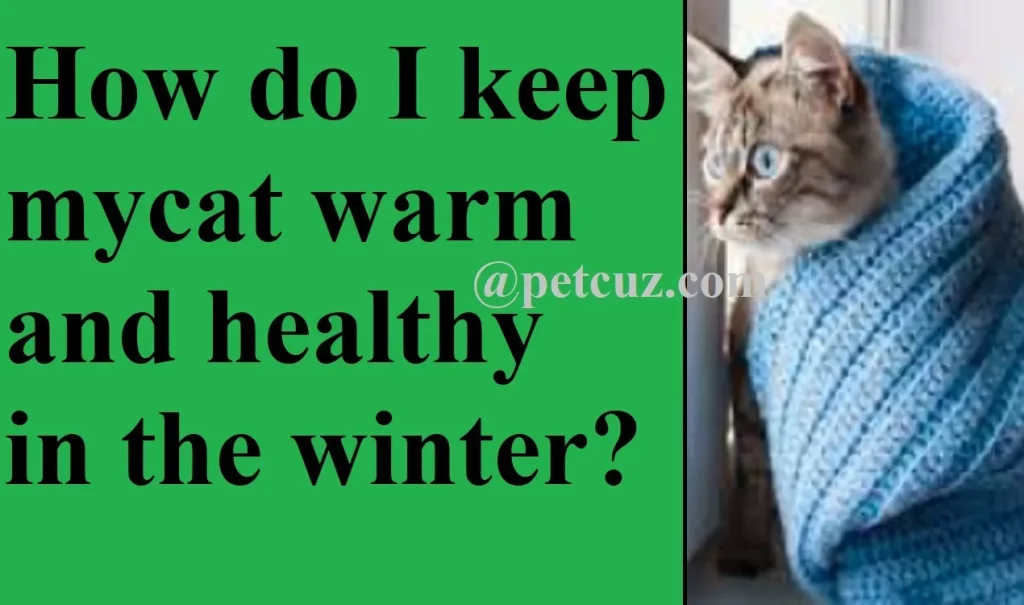 How do I keep my cat warm and healthy in the winter